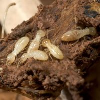 The Pests That Are Termites