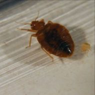 The Benefits of Hiring a Professional Bed Bugs in Jackson, NJ Exterminator