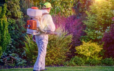 Mastering Mosquito Control in Louisville, KY: Essential Tips & Tricks